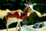 Mhorr's Gazelle, (Gazella dama mhorr), Bovidae, Antilopinae, antelope, endangered, Saharan desert of Africa, AMAV02P09_19