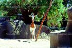 Mhorr's Gazelle, (Gazella dama mhorr), Bovidae, Antilopinae, antelope, endangered, Saharan desert of Africa, AMAV02P10_01