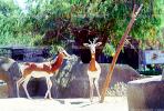 Mhorr's Gazelle, (Gazella dama mhorr), Bovidae, Antilopinae, antelope, endangered, Saharan desert of Africa, AMAV02P10_02