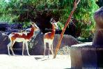 Mhorr's Gazelle, (Gazella dama mhorr), Bovidae, Antilopinae, antelope, endangered, Saharan desert of Africa, AMAV02P10_03