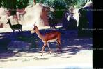 Mhorr's Gazelle, (Gazella dama mhorr), Bovidae, Antilopinae, antelope, endangered, Saharan desert of Africa, AMAV02P10_04