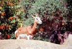 Mhorr's Gazelle, (Gazella dama mhorr), Bovidae, Antilopinae, antelope, endangered, Saharan desert of Africa, AMAV02P10_06