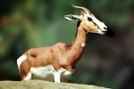 Mhorr's Gazelle, (Gazella dama mhorr), Bovidae, Antilopinae, antelope, endangered, Saharan desert of Africa, AMAV02P10_07