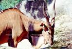 Eastern Giant Eland, (Taurotragus derbianus gigas), Bovidae, Bovinae, savanna antelope, AMAV02P11_03