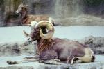 Rocky Mountain Bighorn Sheep, Ovis canadensis canadensis, Bovidae, Caprinae, ram, AMAV02P12_04
