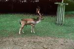 Deer, Male, Antlers, AMAV02P12_18