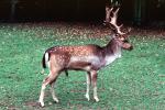 Deer, Male, Antlers, AMAV02P12_18B