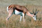 Antelope, AMAV02P13_08.0934