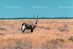 Antelope, AMAV02P13_09.0934