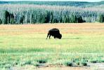 Buffalo in a Meadow
