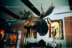 Bull Moose, antlers, taxidermy, AMAV02P13_15