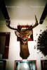 Deer Buck, antlers, taxidermy, AMAV02P13_16