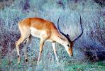 Antelope, Kenya