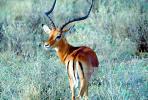 Antelope, Kenya, AMAV02P14_03