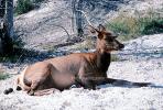 Elk in Yellowstone, Wildlife, AMAV02P14_06