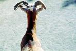 Mouflon Sheep, (Ovis musimon), Bovidae, Caprinae, horns, AMAV02P15_04