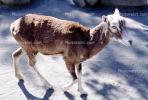 Mouflon Sheep, (Ovis musimon), Bovidae, Caprinae, horns, AMAV02P15_06