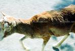 Mouflon Sheep, (Ovis musimon), Bovidae, Caprinae, horns, AMAV02P15_07