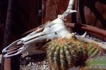 Cattle Skull, Cactus, Desert, AMAV02P15_16