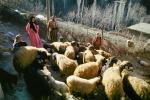 Sheep and Women, Sheepherder, AMAV02P15_18