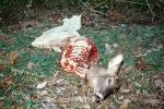 eaten deer, carcass, AMAV03P01_02