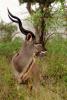 Kudu Bull, Tragelaphus strepsiceros, AMAV03P02_07.0494