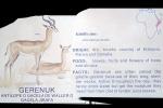 Gerenuk, (Litocranius Walleri), Bovidae, Antilopinae, Litocranius, Waller's gazelle, antelope, eastern Africa, AMAV03P03_11