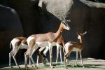 Mhorr's Gazelle, (Gazella dama mhorr), Bovidae, Antilopinae, antelope, endangered, Saharan desert of Africa, AMAV03P05_08