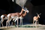 Mhorr's Gazelle, (Gazella dama mhorr), Bovidae, Antilopinae, antelope, endangered, Saharan desert of Africa, AMAV03P05_09