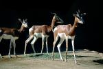 Mhorr's Gazelle, (Gazella dama mhorr), Bovidae, Antilopinae, antelope, endangered, Saharan desert of Africa, AMAV03P05_10