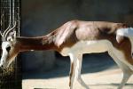 Mhorr's Gazelle, (Gazella dama mhorr), Bovidae, Antilopinae, antelope, endangered, Saharan desert of Africa, AMAV03P05_11