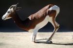 Mhorr's Gazelle, (Gazella dama mhorr), Bovidae, Antilopinae, antelope, endangered, Saharan desert of Africa, AMAV03P05_12