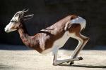 Mhorr's Gazelle, (Gazella dama mhorr), Bovidae, Antilopinae, antelope, endangered, Saharan desert of Africa, AMAV03P05_13