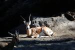 Saharan Dorcas Gazelle, (Gazella dorcas neglecta), Bovidae, Antilopinae, Saharan northern Africa, Endangered, AMAV03P05_16