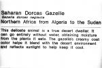 Saharan Dorcas Gazelle, (Gazella dorcas neglecta), Bovidae, Antilopinae, Saharan northern Africa, Endangered, AMAV03P05_17