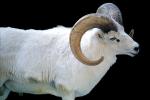 Dall's Sheep, (Ovis dalll dalll), Bovidae, Caprinae, Alaska, northwestern Canada, ram, AMAV03P06_10