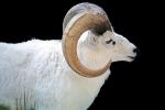 Dall's Sheep (Ovis dalll dalll), Bovidae, Caprinae, Alaska, northwestern Canada, ram, AMAV03P06_11