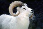 Dall's Sheep (Ovis dalll dalll), Bovidae, Caprinae, Alaska, northwestern Canada, ram, AMAV03P06_12