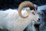 Dall's Sheep (Ovis dalll dalll), Bovidae, Caprinae, Alaska, northwestern Canada, ram, AMAV03P06_13