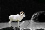Dall's Sheep (Ovis dalll dalll), Bovidae, Caprinae, Alaska, northwestern Canada, ram, AMAV03P06_14