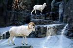 Dall's Sheep (Ovis dalll dalll), Bovidae, Caprinae, Alaska, northwestern Canada, ram, AMAV03P06_15