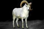 Dall's Sheep (Ovis dalll dalll), Bovidae, Caprinae, Alaska, northwestern Canada, ram, AMAV03P07_01