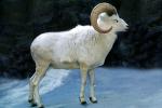 Dall's Sheep (Ovis dalll dalll), Bovidae, Caprinae, Alaska, northwestern Canada, ram, AMAV03P07_03