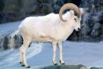 Dall's Sheep (Ovis dalll dalll), Bovidae, Caprinae, Alaska, northwestern Canada, ram, AMAV03P07_04