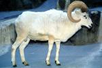 Dall's Sheep (Ovis dalll dalll), Bovidae, Caprinae, Alaska, northwestern Canada, ram, AMAV03P07_05