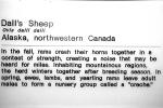 Dall's Sheep (Ovis dalll dalll), Bovidae, Caprinae, Alaska, northwestern Canada, ram, AMAV03P07_08