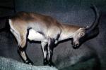 Spanish Ibex, (Capra pyrenaioa hispanloa), Bovidae, Iberian Peninsula, AMAV03P07_11