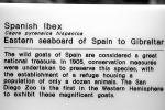 Spanish Ibex, (Capra pyrenaioa hispanloa), Bovidae, Iberian Peninsula, AMAV03P07_17