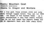 Rocky Mountain Goat, (Oreamnos americanus), Bovidae, Caprinae, AMAV03P07_19