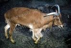 Goat, AMAV03P08_14